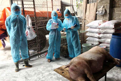 Hà Nội tiêu hủy gần 65.000 con lợn bố, mẹ vì dịch tả châu Phi