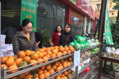 Hỗ trợ nông dân Hà Giang tiêu thụ cam sành