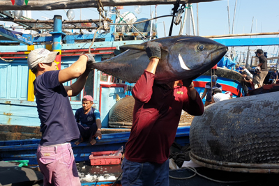 Cấp hạn ngạch để đảm bảo đánh bắt cá ngừ đại dương bền vững