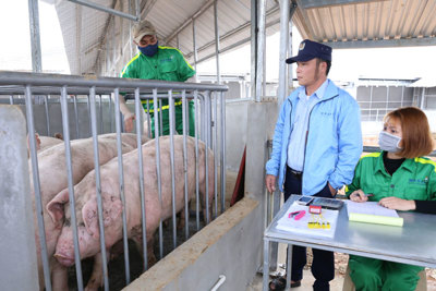 Nghiên cứu nhập thịt lợn để bình ổn thị trường