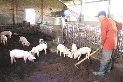 “Sống khỏe” nhờ nuôi lợn an toàn sinh học