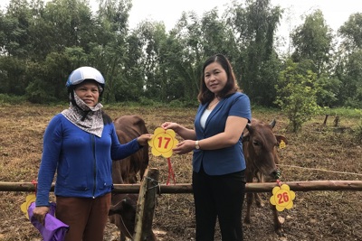 Huyện Thạch Thất trao tặng bò sinh sản cho 27 hộ nghèo
