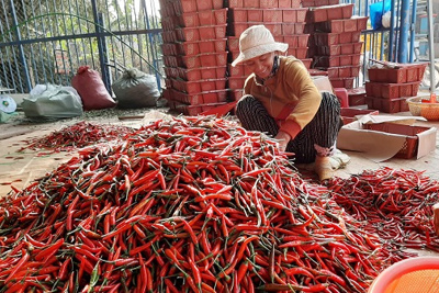 Trúng mùa ớt, nông dân Quảng Ngãi thu lãi hàng chục triệu đồng