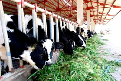 Hà Tĩnh: Định giá tài sản cố định hiện hữu của Công ty cổ phần chăn nuôi Bình Hà