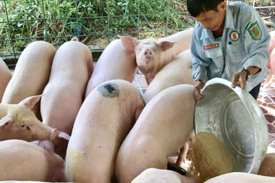 Quảng Ngãi: Lợn thảo dược “sống khỏe” giữa thời dịch tả