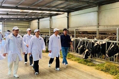 Vinamilk tham gia xây dựng vùng chăn nuôi bò sữa an toàn dịch bệnh, theo tiêu chuẩn quốc tế