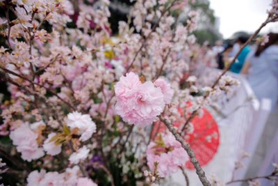 Hình ảnh người dân đến vườn hoa Lý Thái Tổ chiêm ngưỡng hoa anh đào