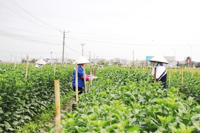 Hà Nội chuyển đổi hiệu quả trên 40.000ha đất nông nghiệp
