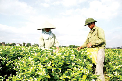 Hỗ trợ nông dân kết nối thị trường tiêu thụ nông sản