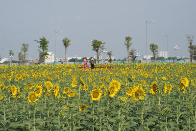 TP Hồ Chí Minh: Vườn hoa hướng dương trở lại phục vụ du khách dịp 30/4