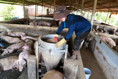 Việt Nam phát hiện 2 ổ bệnh Dịch tả lợn châu Phi