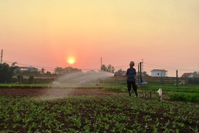 [Ảnh] Tránh nắng nóng hơn 40 độ C, nông dân Hà Nội ra đồng từ 4 - 5 giờ sáng
