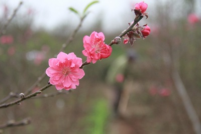 Hà Nội ấm áp tình Xuân