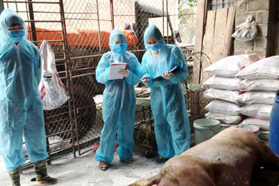 Hà Nội: Gần 50% xã, phường có dịch tả lợn châu Phi qua 30 ngày