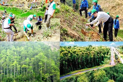 Lập BCĐ nhà nước về Chương trình mục tiêu phát triển Lâm nghiệp bền vững