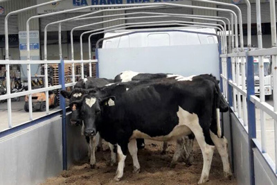 Vinamilk nhập lô bò A2 thuần chủng đầu tiên từ New Zealand