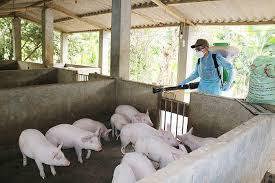 Chính sách hỗ trợ phòng, chống bệnh dịch tả lợn Châu Phi