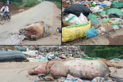 Hà Nội: Kinh hãi lợn chết vứt chỏng chơ trên đường ở Thanh Oai
