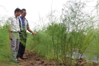 Phú Xuyên nhân rộng mô hình trồng măng tây
