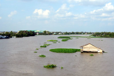 Hàng ngàn héc-ta lúa ảnh hưởng do lũ trên sông Cửu Long