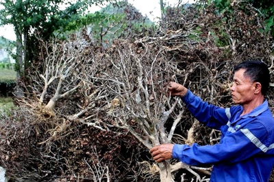 Nghệ An: Hàng trăm ha chè đang "chết cháy" do nắng nóng kéo dài