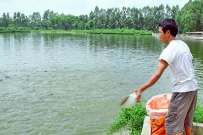 Hà Nội đẩy mạnh hỗ trợ nông dân chăn nuôi, nuôi trồng thủy sản an toàn