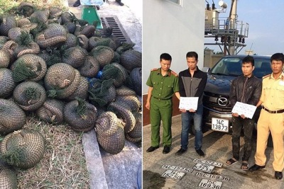 Chở 500kg tê tê đi tiêu thụ, bị cảnh sát phát hiện bắt giữ