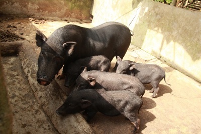 Nhật Bản chung tay bảo tồn nguồn gen các giống lợn bản địa Việt Nam