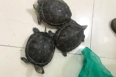 Tạm giữ thanh niên mang rùa đặc biệt quý hiếm từ Phú Yên ra Hà Nội bán