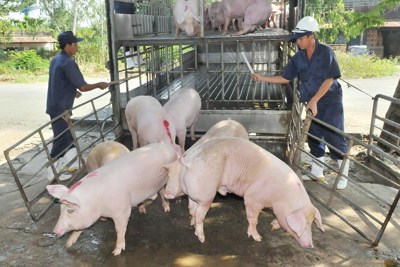 TP Hồ Chí Minh: Triển khai khẩn cấp tất cả các biện pháp ngăn chặn dịch tả lợn châu Phi xâm nhập
