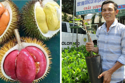 Gian nan đưa giống sầu riêng ruột đỏ Sapa về Việt Nam của người nông dân Bến Tre
