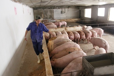 Lợn giống bị tiêu hủy do dịch tả châu Phi được hỗ trợ bằng 1,8 lần giá thị trường