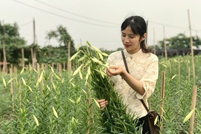 Hà Nội: Hoa loa kèn vào vụ thu hoạch, dân phấn khởi vì được mùa