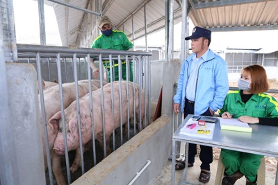 Bình ổn thị trường thịt lợn: Siết đường tiểu ngạch sang Trung Quốc