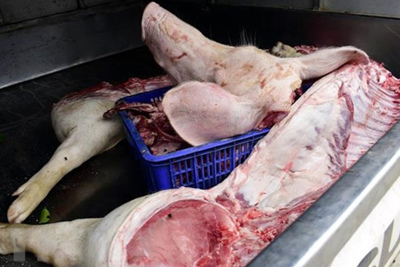 Phát hiện hơn 900kg thịt lợn bốc mùi hôi thối đang đưa đi tiêu thụ
