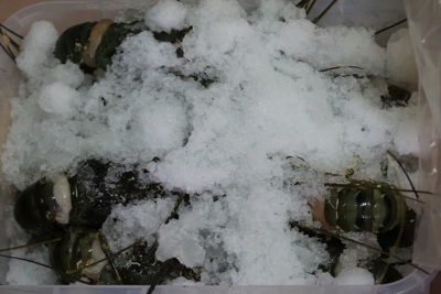 Bán tôm hùm bơm tạp chất, cửa hàng hải sản bị đình chỉ hoạt động