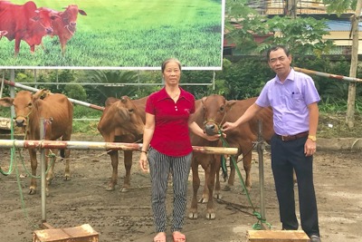 Hỗ trợ bò sinh sản cho 27 hộ nghèo huyện Mỹ Đức