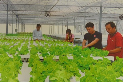 Thanh Trì nhân rộng mô hình trồng rau công nghệ Israel
