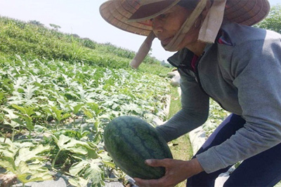 Người dân trồng dưa hấu ở Quảng Ngãi: Mồ hôi mặn và những vụ mùa cay đắng