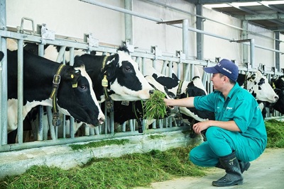 “Resort” bò sữa Vinamilk Tây Ninh - ngôi nhà lý tưởng cho những cô bò hạnh phúc