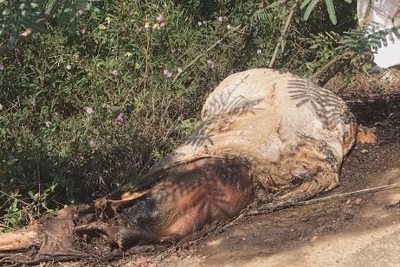 Quảng Ngãi: Vứt xác lợn bừa bãi, nguy cơ dịch tả lợn châu Phi lan nhanh