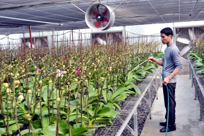 Đan Phượng phát triển nông nghiệp ứng dụng công nghệ cao