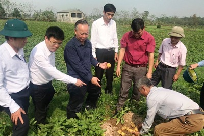 Phó Chủ tịch Thường trực Nguyễn Văn Sửu kiểm tra sản xuất vụ Xuân tại Thạch Thất