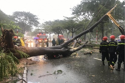 TP Hồ Chí Minh tiếp tục mưa lớn, 1 người tử vong do cây đổ