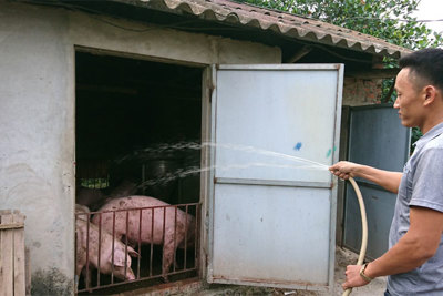 Sản lượng chăn nuôi không giảm, tại sao thịt lợn tăng chóng mặt? - Bài 1: Mất đối trọng trong chăn nuôi