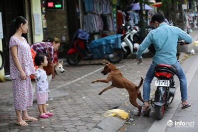 Sợ chó cắn, cử tri quận Thanh Xuân đề nghị TP lập biệt đội săn bắt chó thả rông