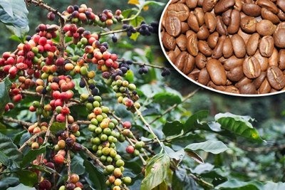 Giá cà phê hôm nay 12/12: Cà phê nội địa cao nhất 4 năm nay nhưng nông dân vẫn thiệt thòi, đâu là giải pháp?