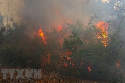 Trên 40ha rừng thông phòng hộ ở tỉnh Gia Lai bị cháy rụi