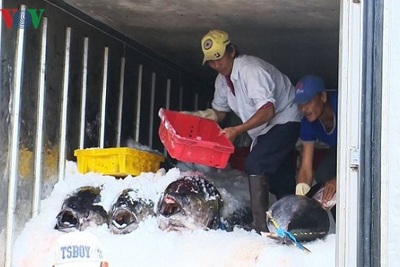 Trúng đậm hải sản, nhiều ngư dân bỏ Tết bám biển