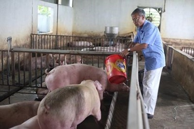 Phúc Thọ nhân rộng mô hình nuôi lợn sinh học